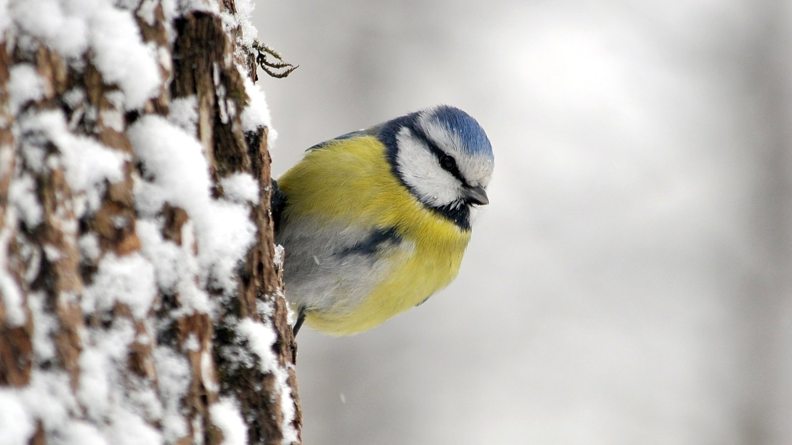 Обои птица, синица, лазоревка, bird, tit, blue tit разрешение 1920x1272 Загрузить