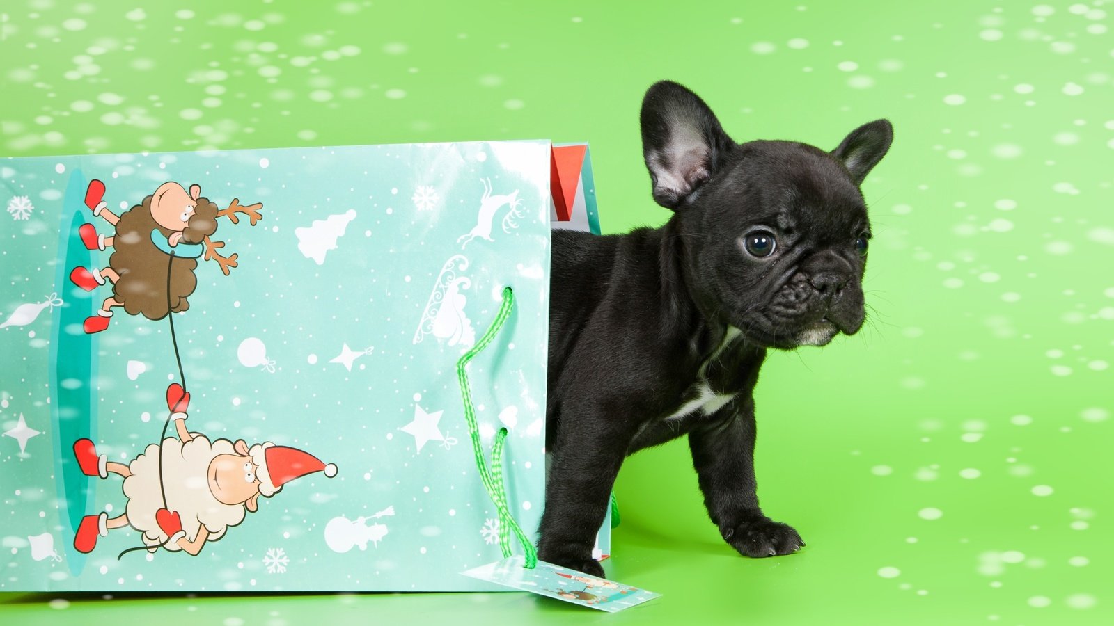 Обои щенок, малыш, пакет, французский бульдог, puppy, baby, package, french bulldog разрешение 3000x1946 Загрузить