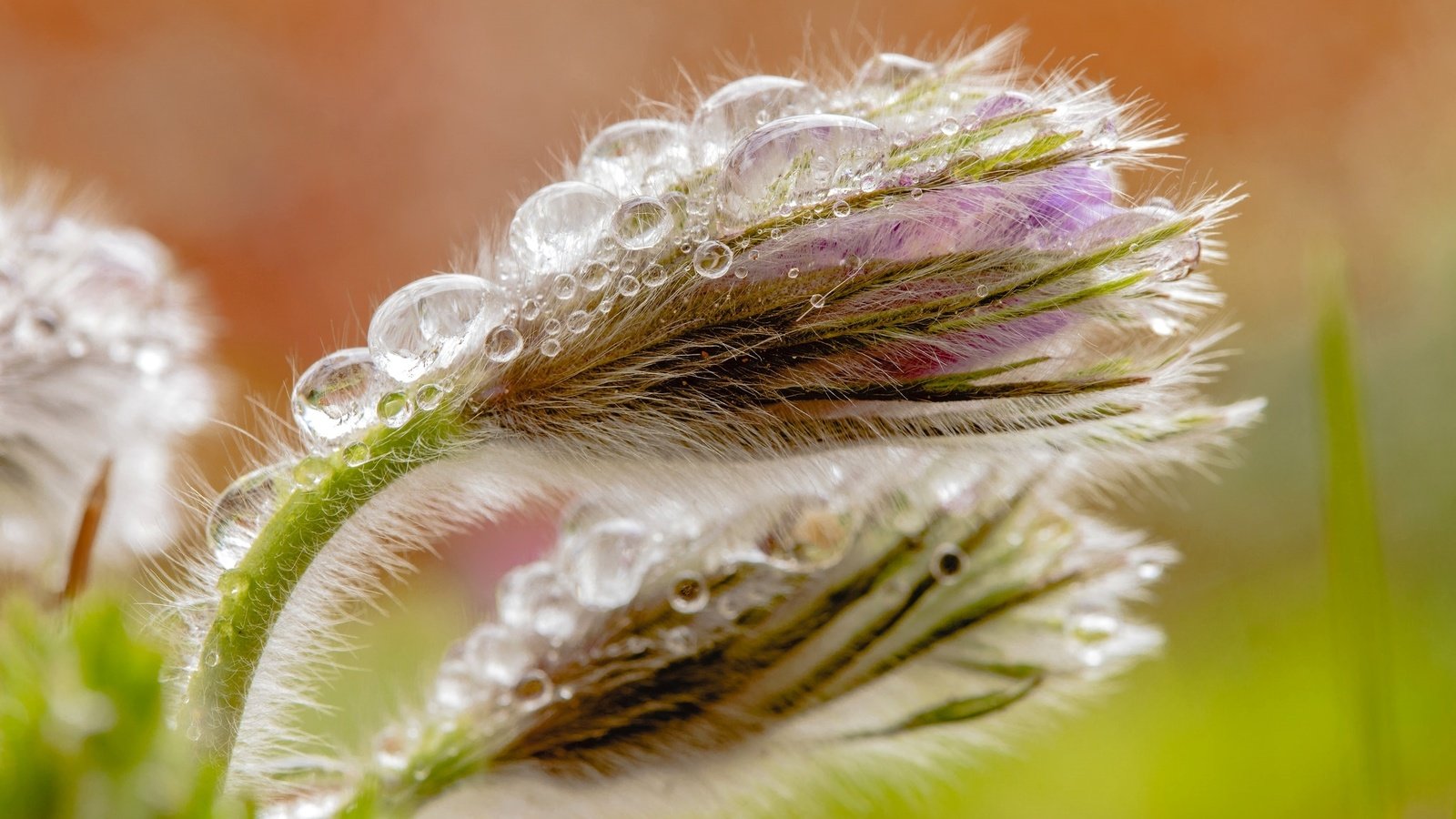 Обои макро, капли, бутон, весна, анемон, сон-трава, прострел, macro, drops, bud, spring, anemone, sleep-grass, cross разрешение 2048x1330 Загрузить