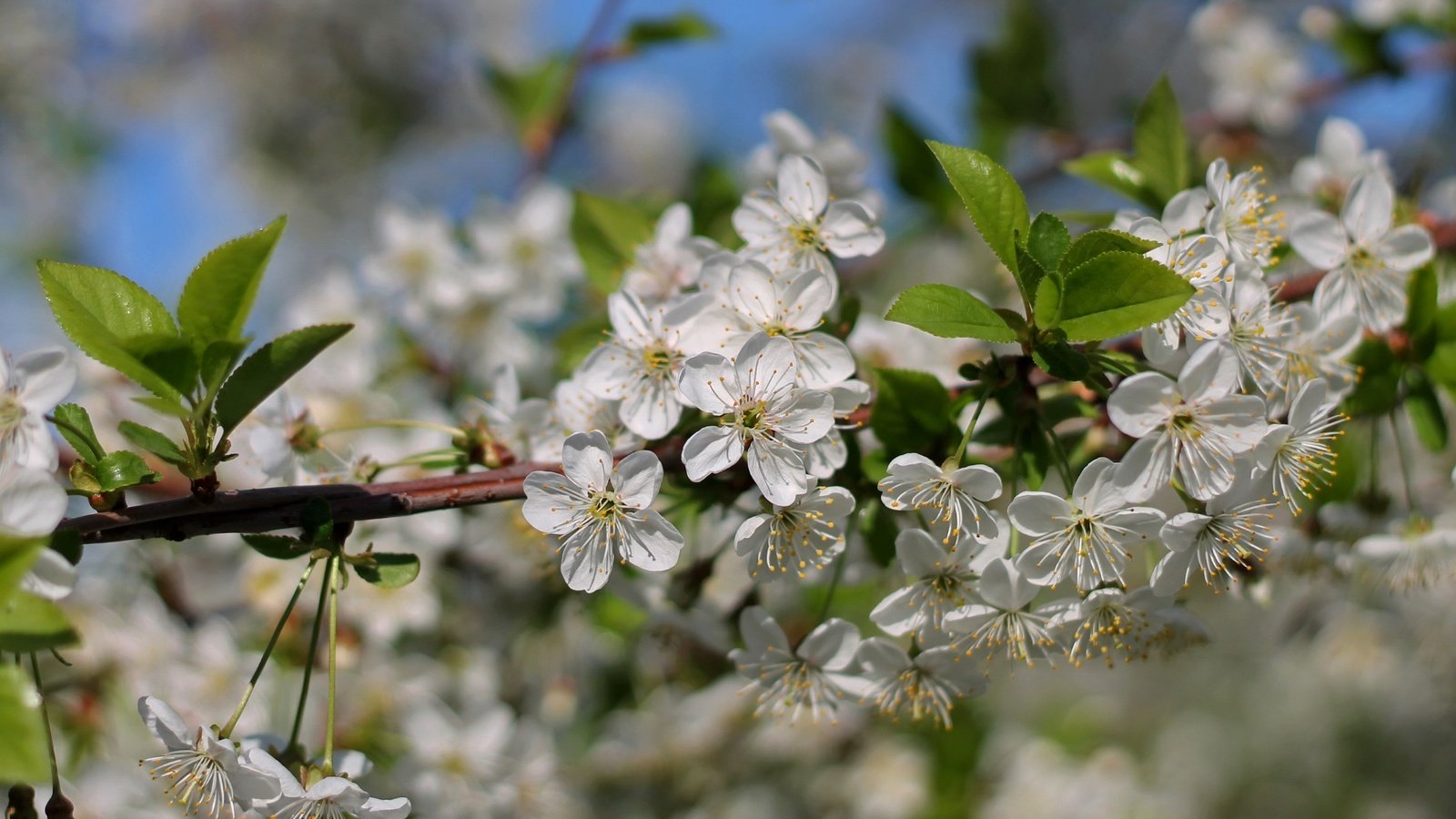 Обои ветка, дерево, цветение, макро, весна, вишня, branch, tree, flowering, macro, spring, cherry разрешение 2400x1598 Загрузить