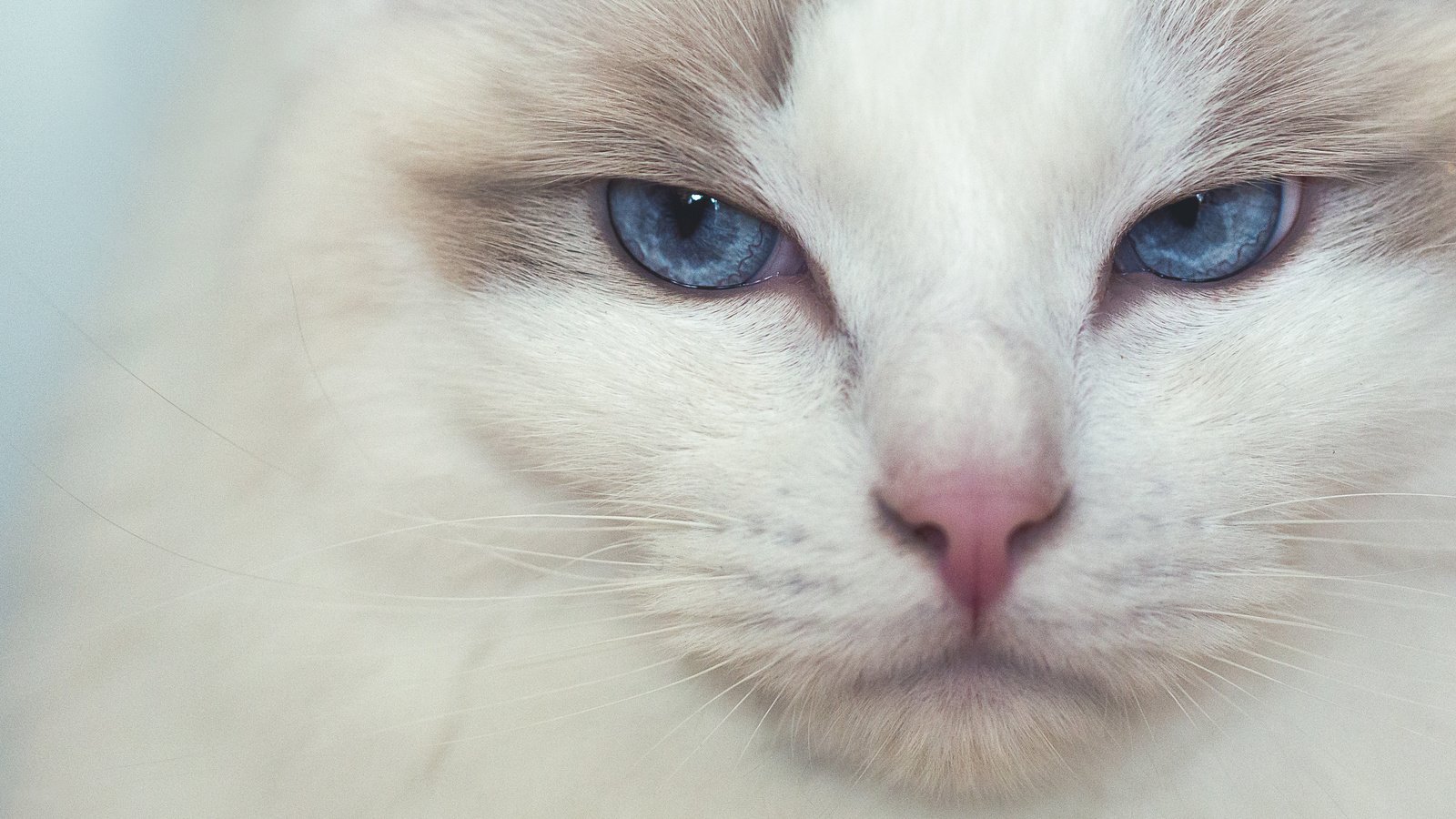Обои мордочка, кошка, взгляд, голубые глаза, рэгдолл, muzzle, cat, look, blue eyes, ragdoll разрешение 3917x1958 Загрузить