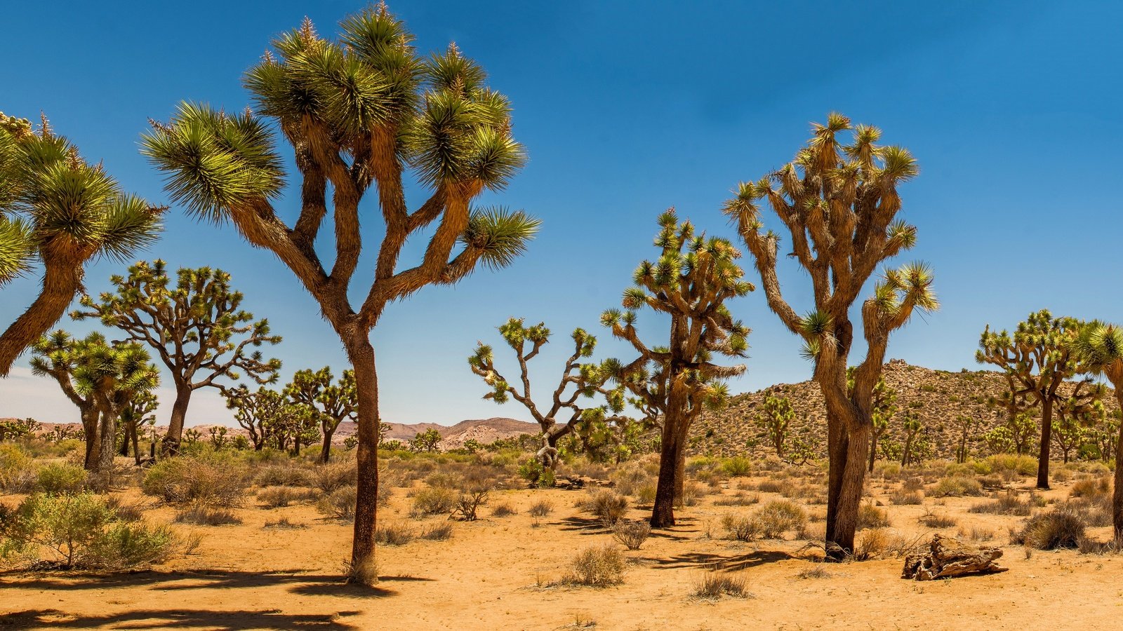 Обои песок, пустыня, сша, кустарник, дюны, joshua tree national park, дерево джошуа, sand, desert, usa, shrub, dunes, joshua tree разрешение 2880x1662 Загрузить