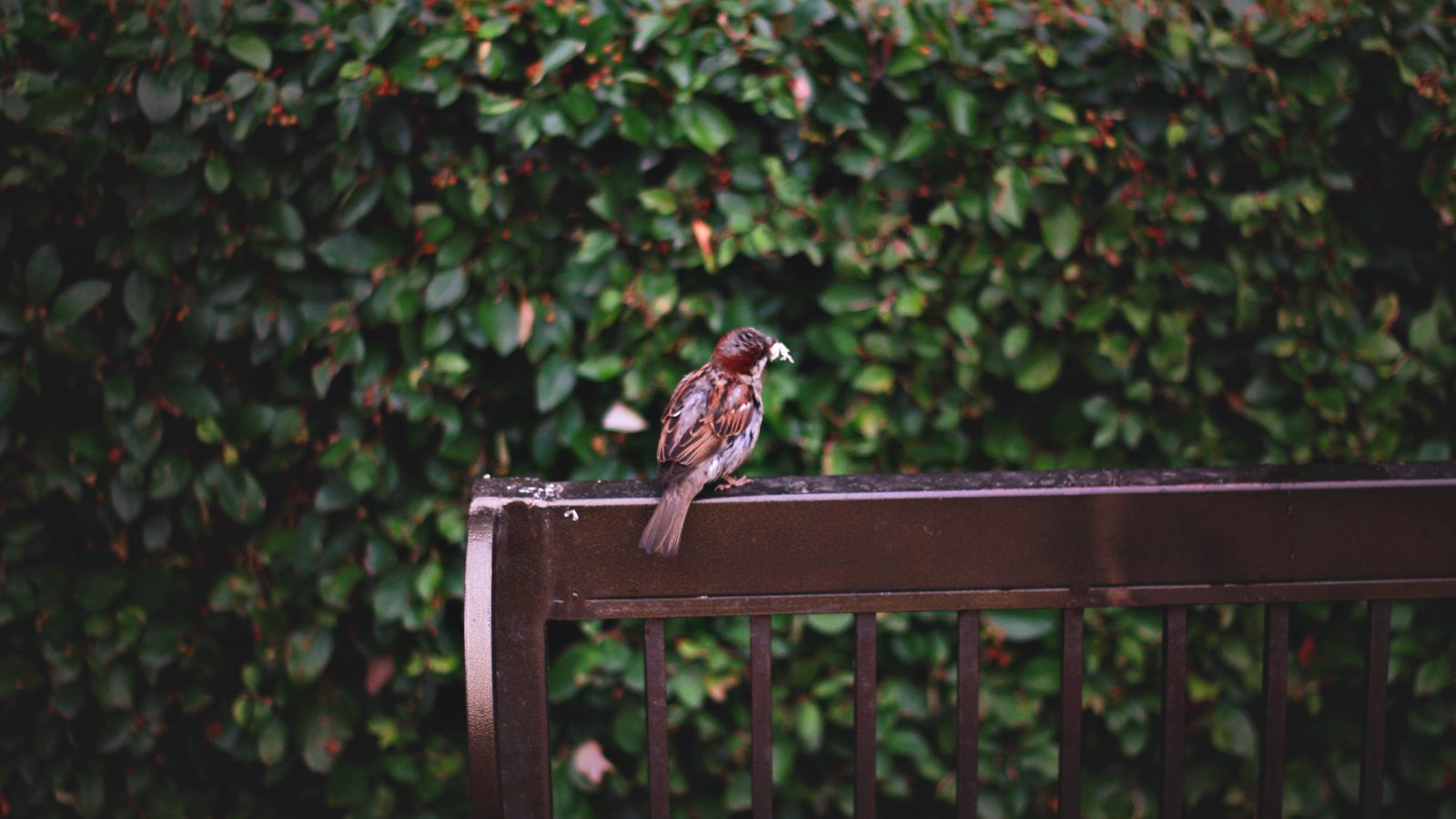 Обои листья, птица, воробей, скамейка, перья, leaves, bird, sparrow, bench, feathers разрешение 2074x1382 Загрузить