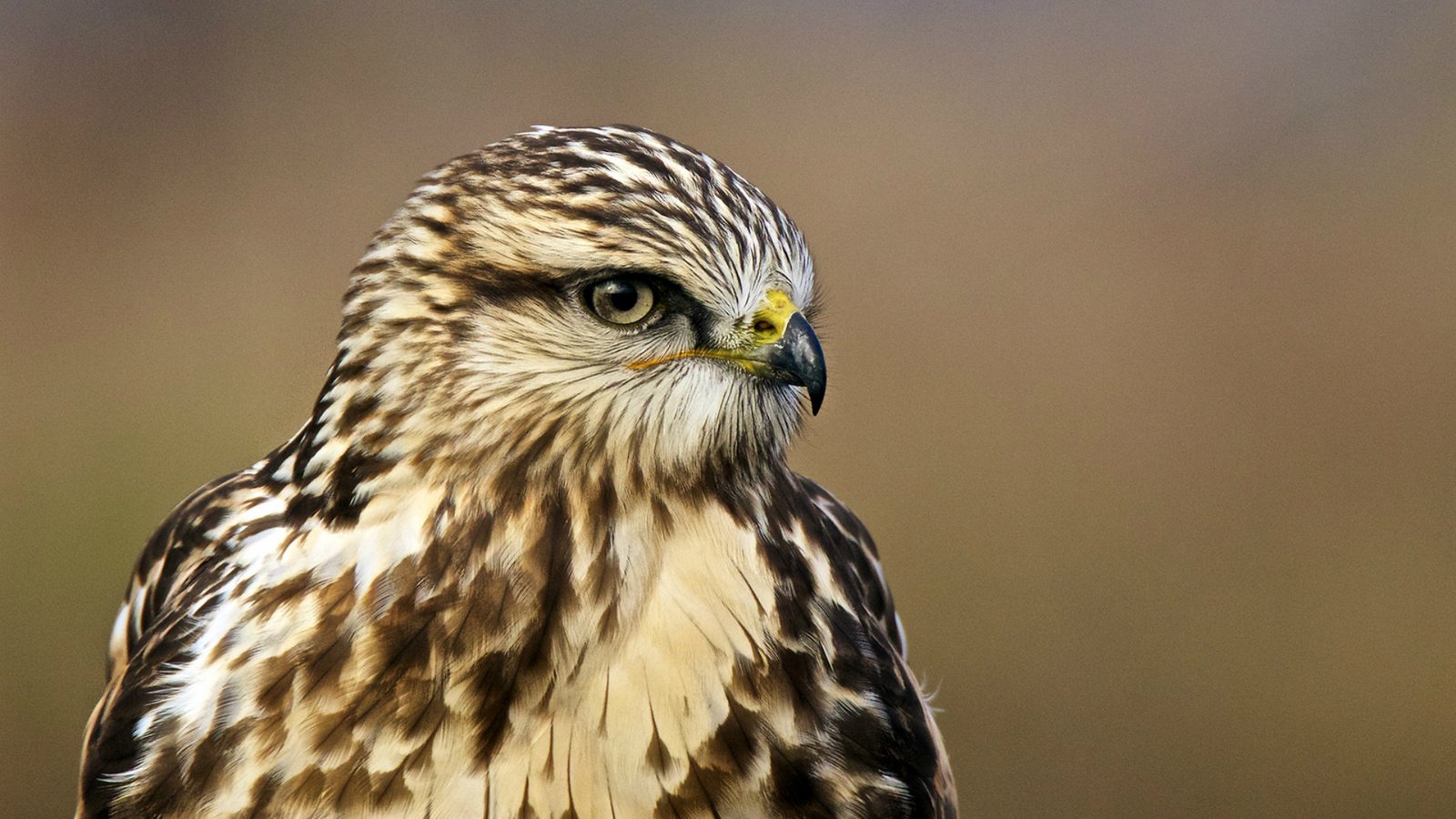 Обои взгляд, профиль, птица, ястреб, птаха, buteo lagopus, rough-legged hawk, мохноногий канюк, зимняк, nпортрет, portrait, look, profile, bird, hawk, the rough-legged buzzard, rough-legged buzzard разрешение 1920x1280 Загрузить