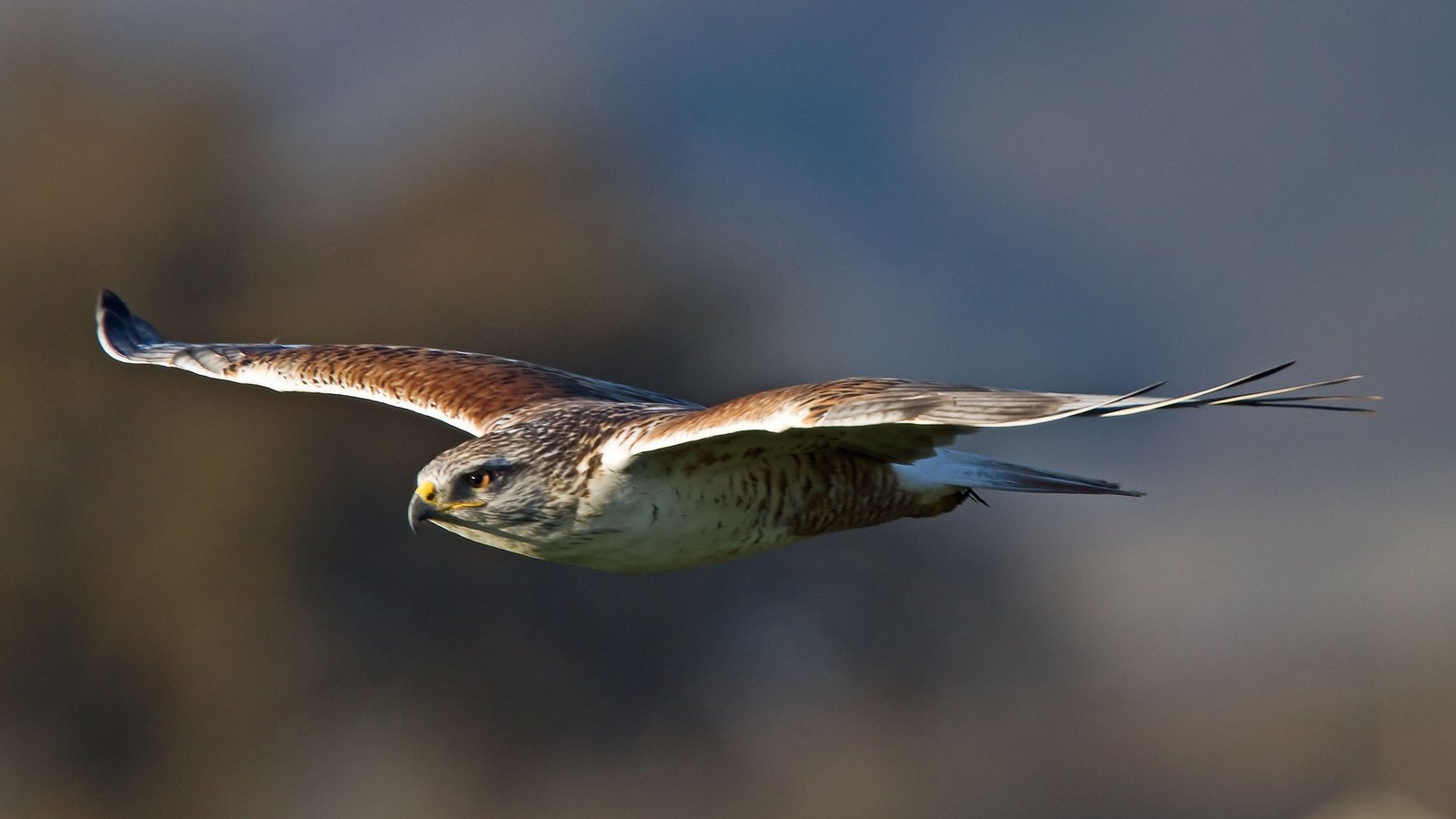 Обои полет, buteo regalis, royal hawk, крылья, хищник, птица, взмах, ястреб, королевский канюк, птаха, ferruginous hawk, flight, wings, predator, bird, stroke, hawk, royal buzzard разрешение 2048x1095 Загрузить