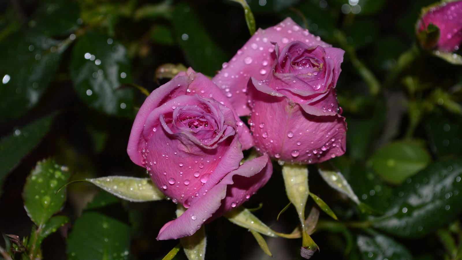 Обои макро, капли, розы, розовые, боке, роз, пинк, macro, drops, roses, pink, bokeh разрешение 6016x4000 Загрузить