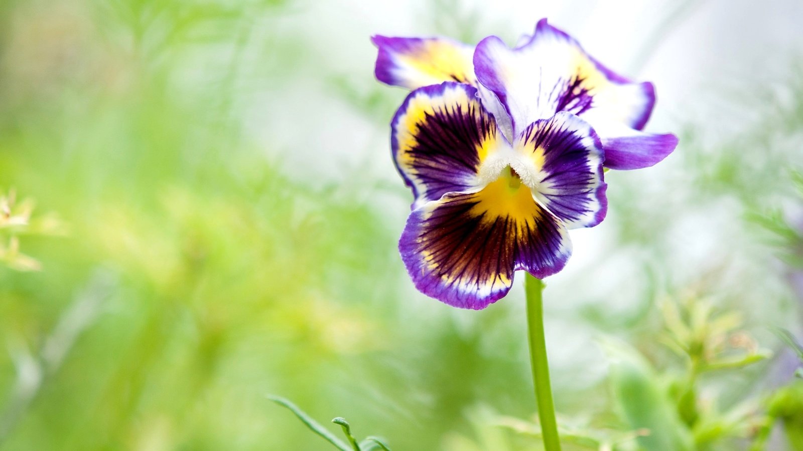 Обои макро, лепестки, анютины глазки, виола, macro, petals, pansy, viola разрешение 2048x1360 Загрузить