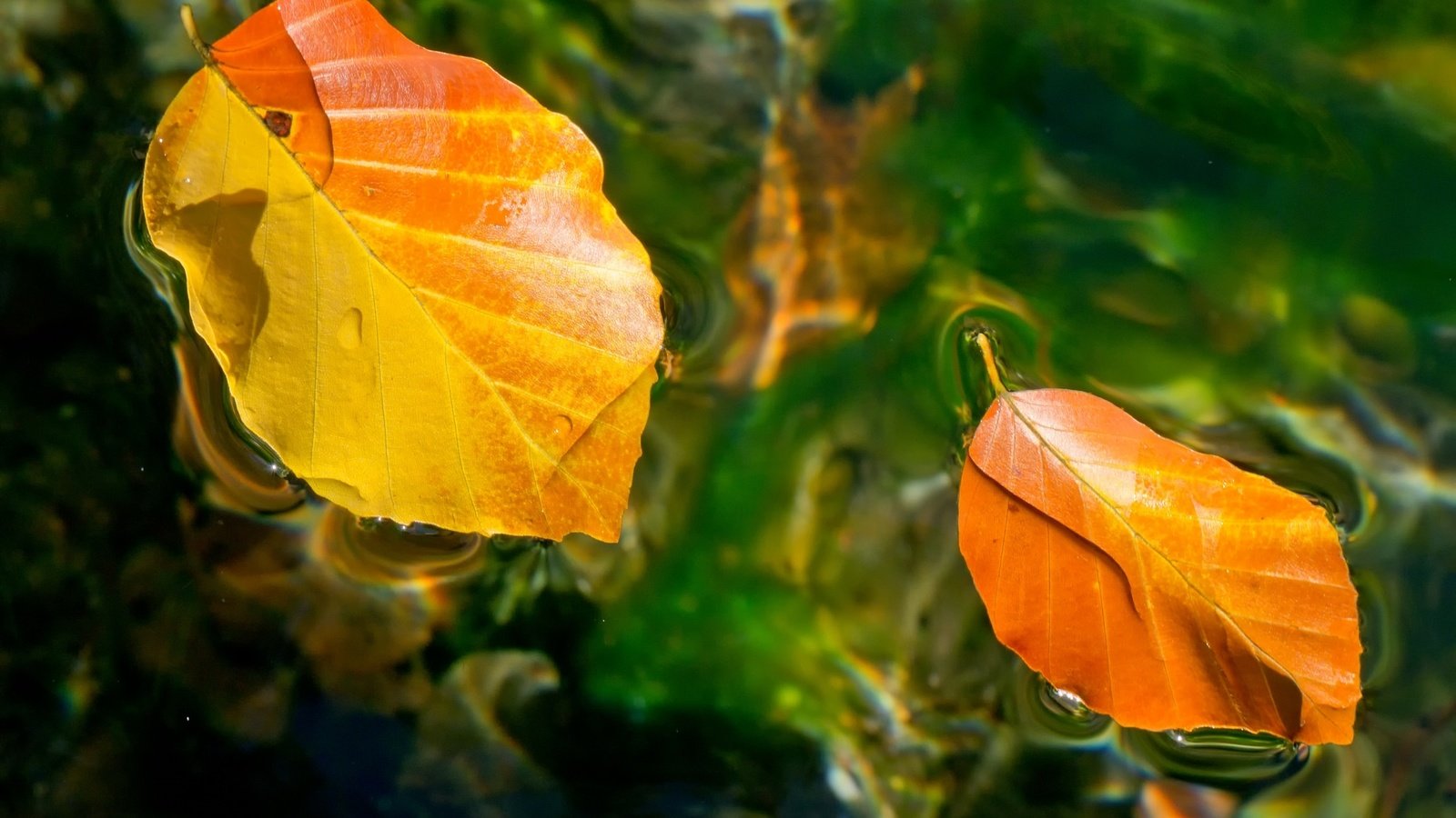 Обои вода, листья, осень, water, leaves, autumn разрешение 2048x1316 Загрузить