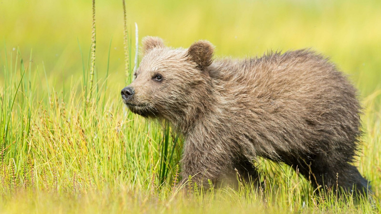 Обои трава, природа, медведь, медвежонок, бурый, grass, nature, bear, brown разрешение 2048x1363 Загрузить