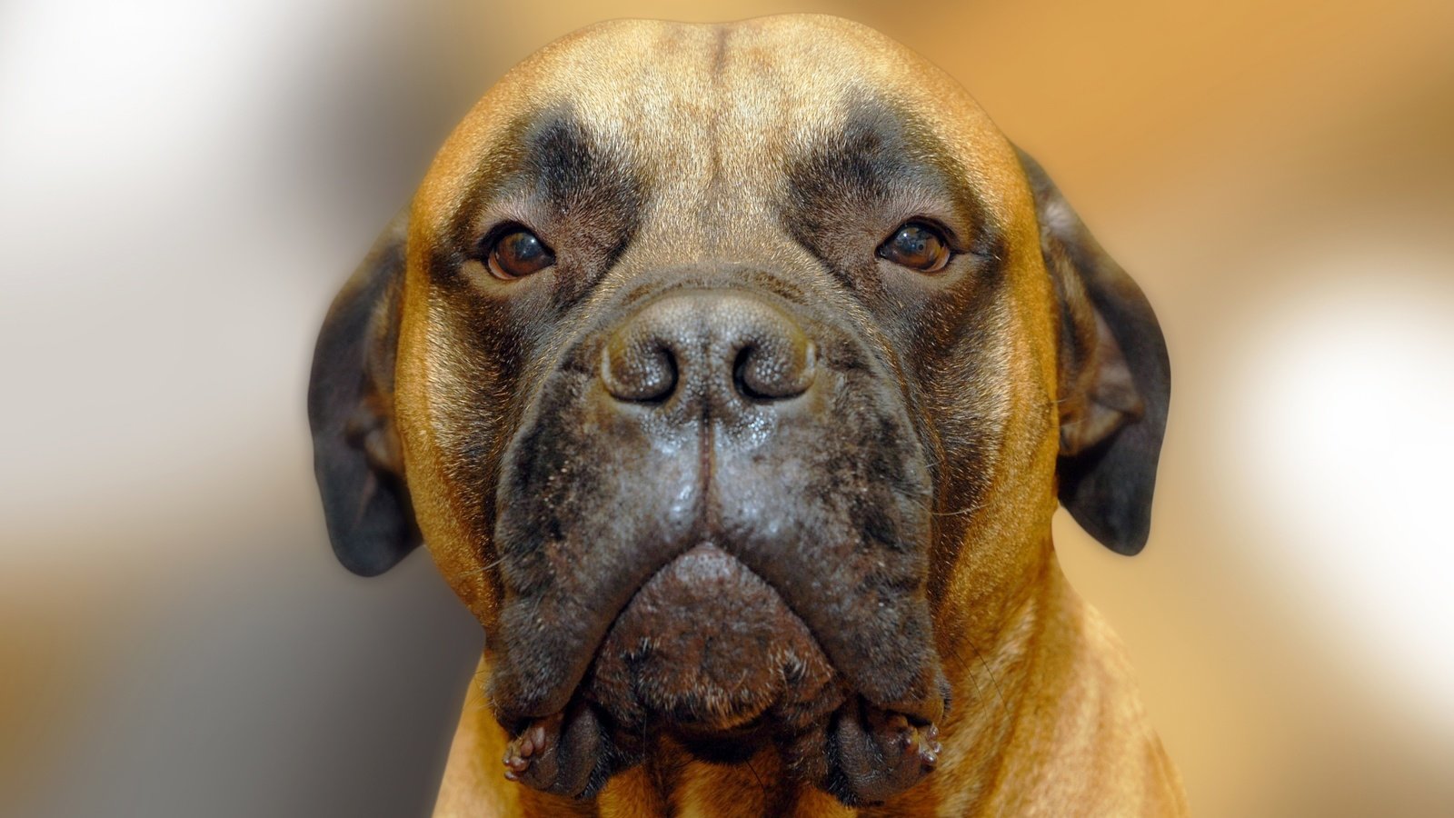 Обои портрет, собака, бульмастиф, portrait, dog, bullmastiff разрешение 2593x1729 Загрузить