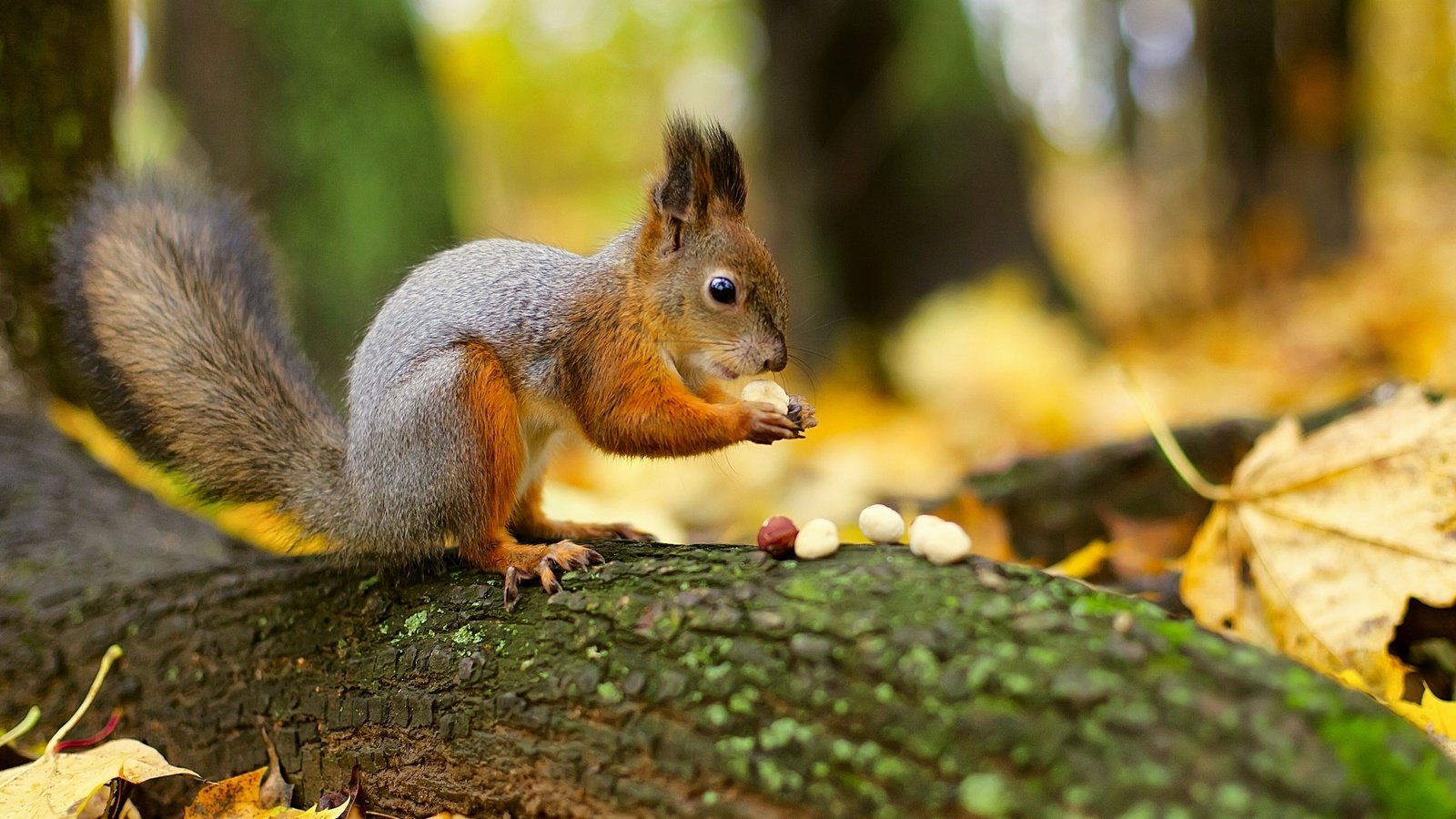 Обои лес, листья, орехи, белка, хвост, белочка, грызун, forest, leaves, nuts, protein, tail, squirrel, rodent разрешение 3000x1963 Загрузить