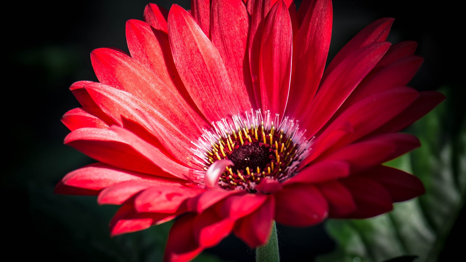 Обои макро, лепестки, гербера, macro, petals, gerbera разрешение 2048x1508 Загрузить