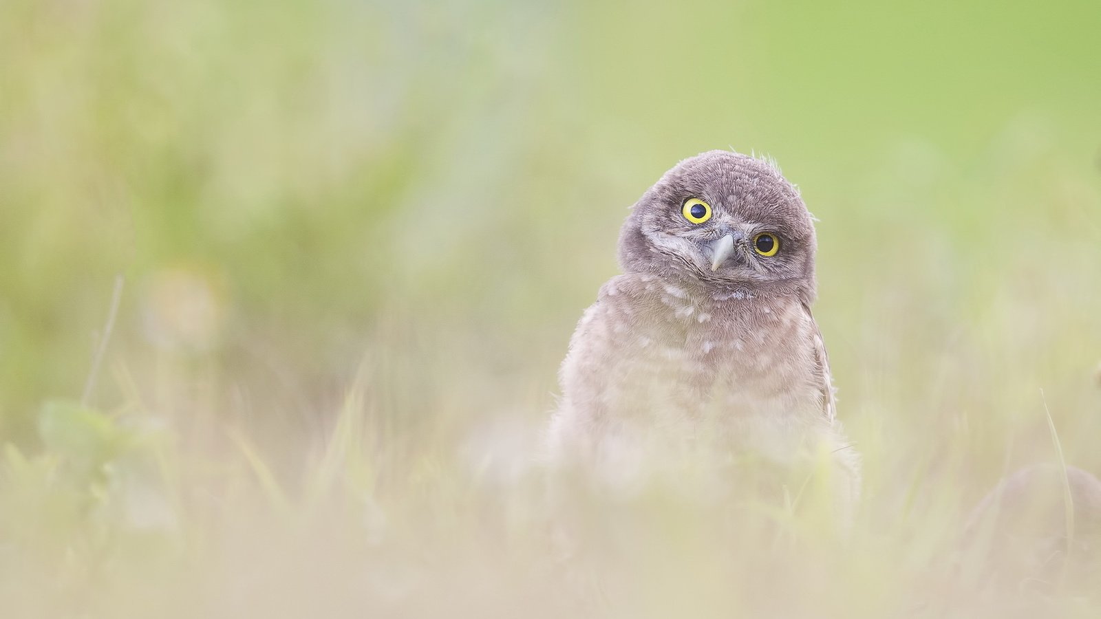 Обои сова, природа, фон, птица, burrowing owlet (athene cunicularia), owl, nature, background, bird разрешение 2047x1222 Загрузить