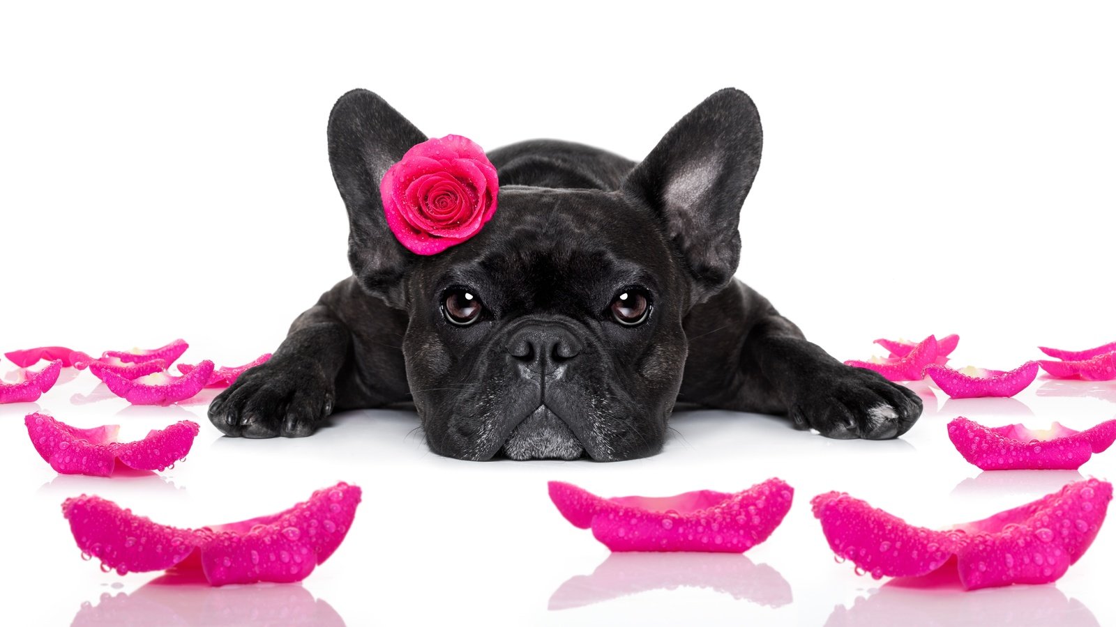 Обои розы, лепестки, собака, друг, бульдог, французский бульдог, roses, petals, dog, each, bulldog, french bulldog разрешение 6796x3824 Загрузить