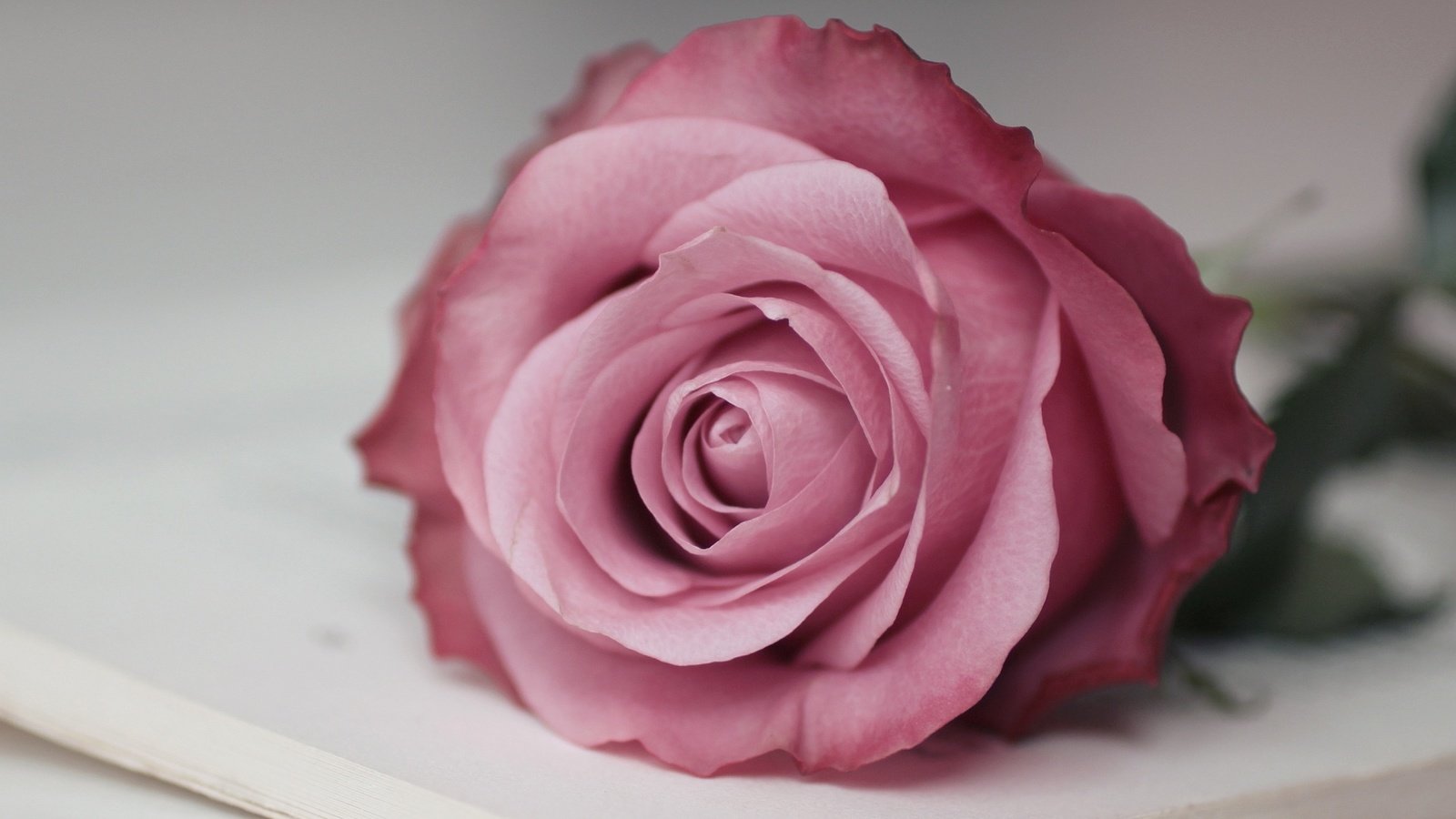 Обои макро, цветок, роза, розовая, macro, flower, rose, pink разрешение 1920x1200 Загрузить