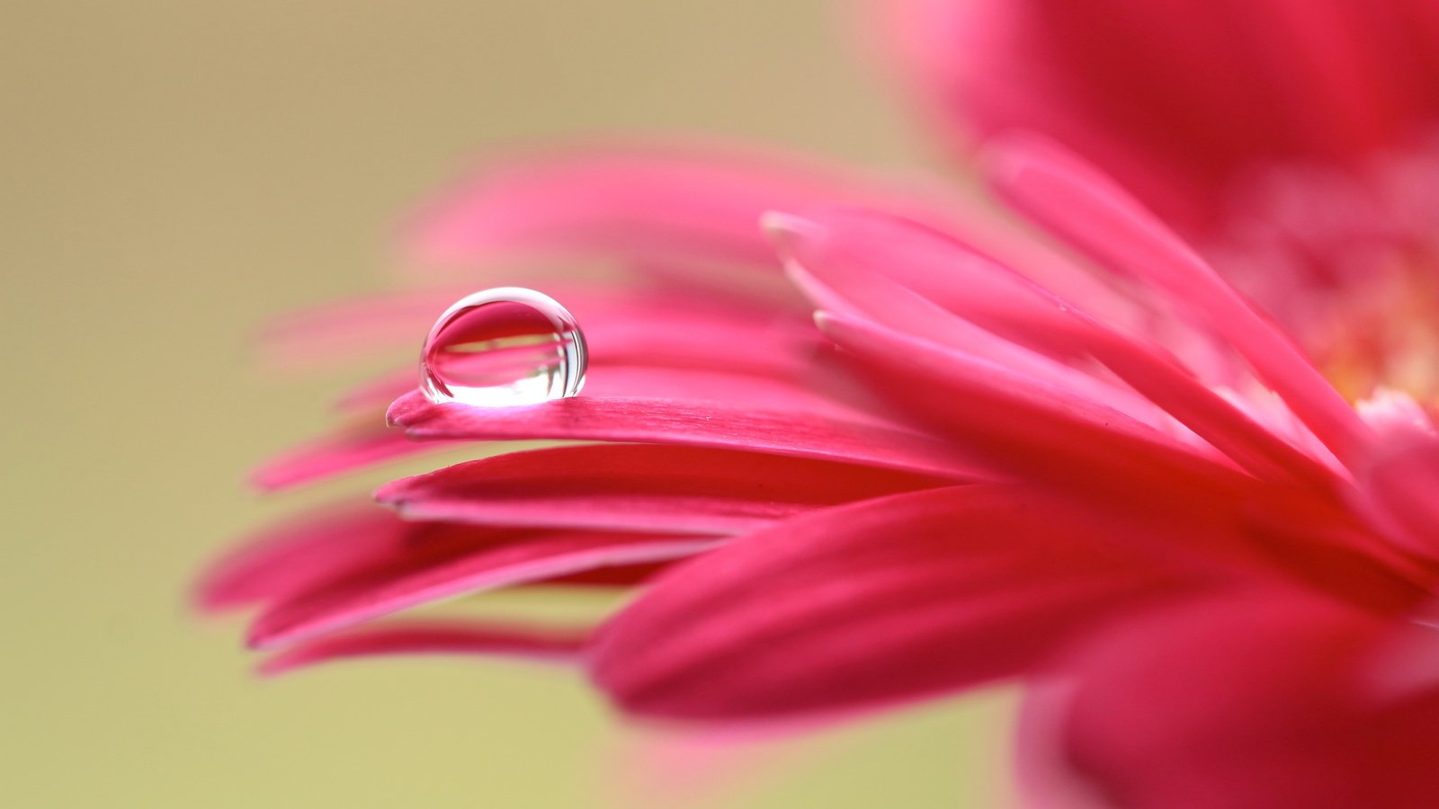 Обои макро, цветок, капля, лепестки, гербера, macro, flower, drop, petals, gerbera разрешение 5468x3287 Загрузить