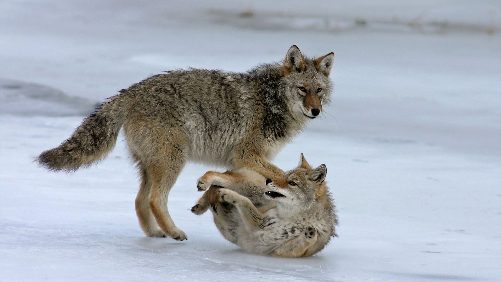 Обои морда, природа, фон, лапы, хищник, волки, волк, face, nature, background, paws, predator, wolves, wolf разрешение 2048x1425 Загрузить