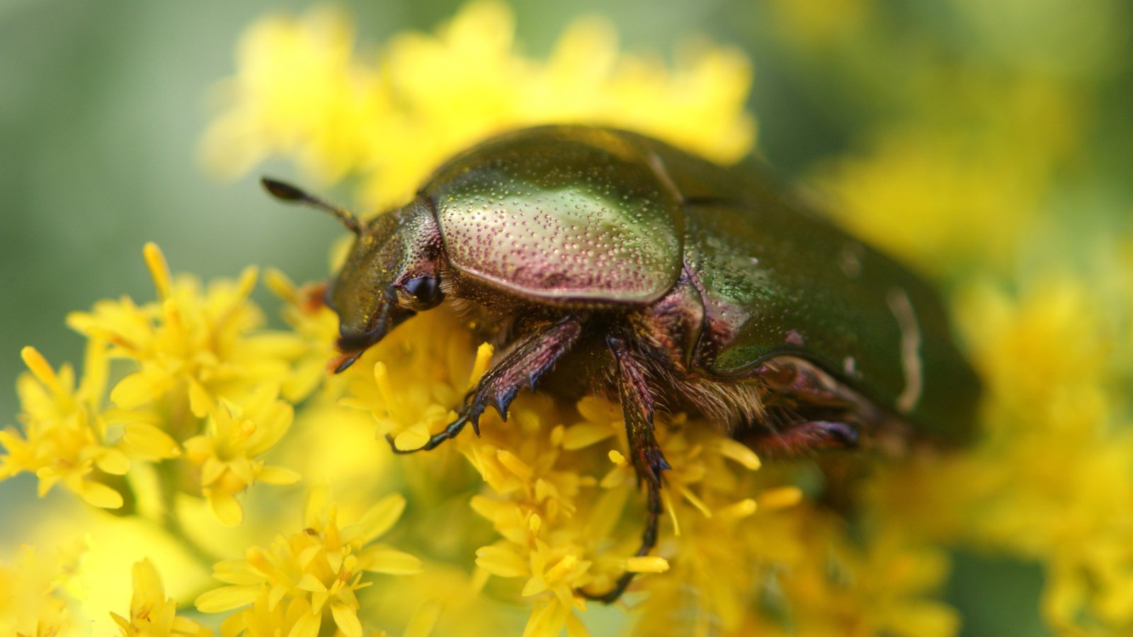 Обои цветы, жук, макро, насекомое, желтые, бронзовка золотистая, flowers, beetle, macro, insect, yellow, brantovka golden разрешение 4592x2583 Загрузить