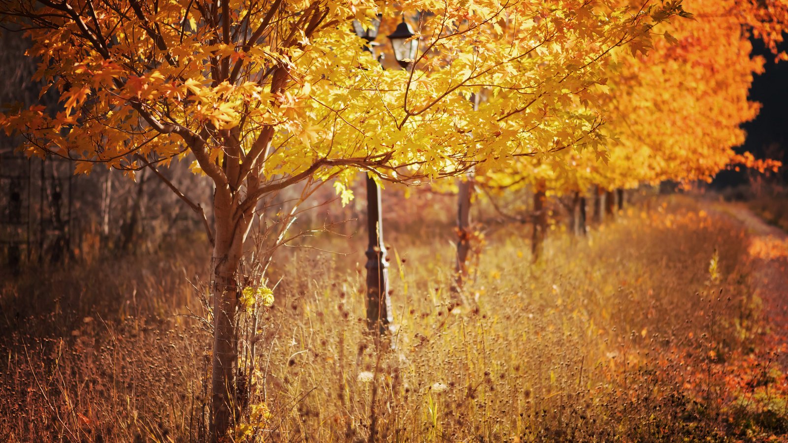 Обои деревья, листья, парк, осень, фонарь, сухая трава, trees, leaves, park, autumn, lantern, dry grass разрешение 2048x1365 Загрузить