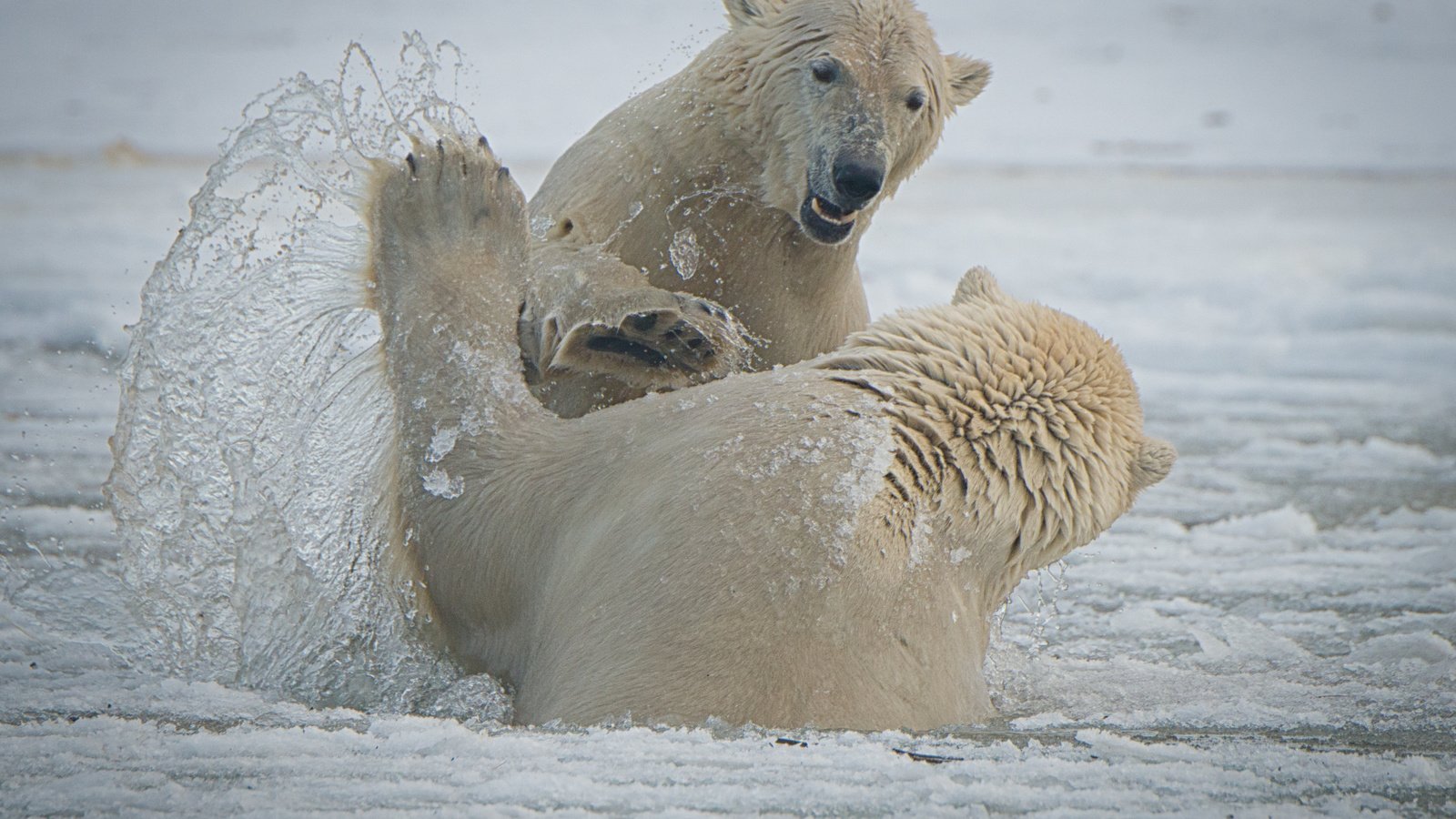 Обои брызги, медведи, аляска, белые медведи, спарринг, squirt, bears, alaska, polar bears, sparring разрешение 4045x2700 Загрузить