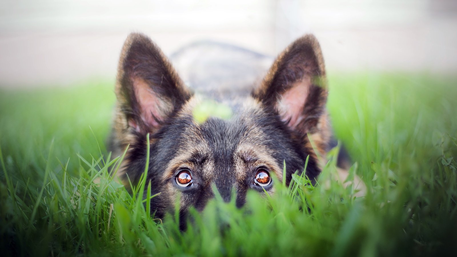 Обои трава, взгляд, собака, друг, немецкая овчарка, grass, look, dog, each, german shepherd разрешение 5159x3195 Загрузить