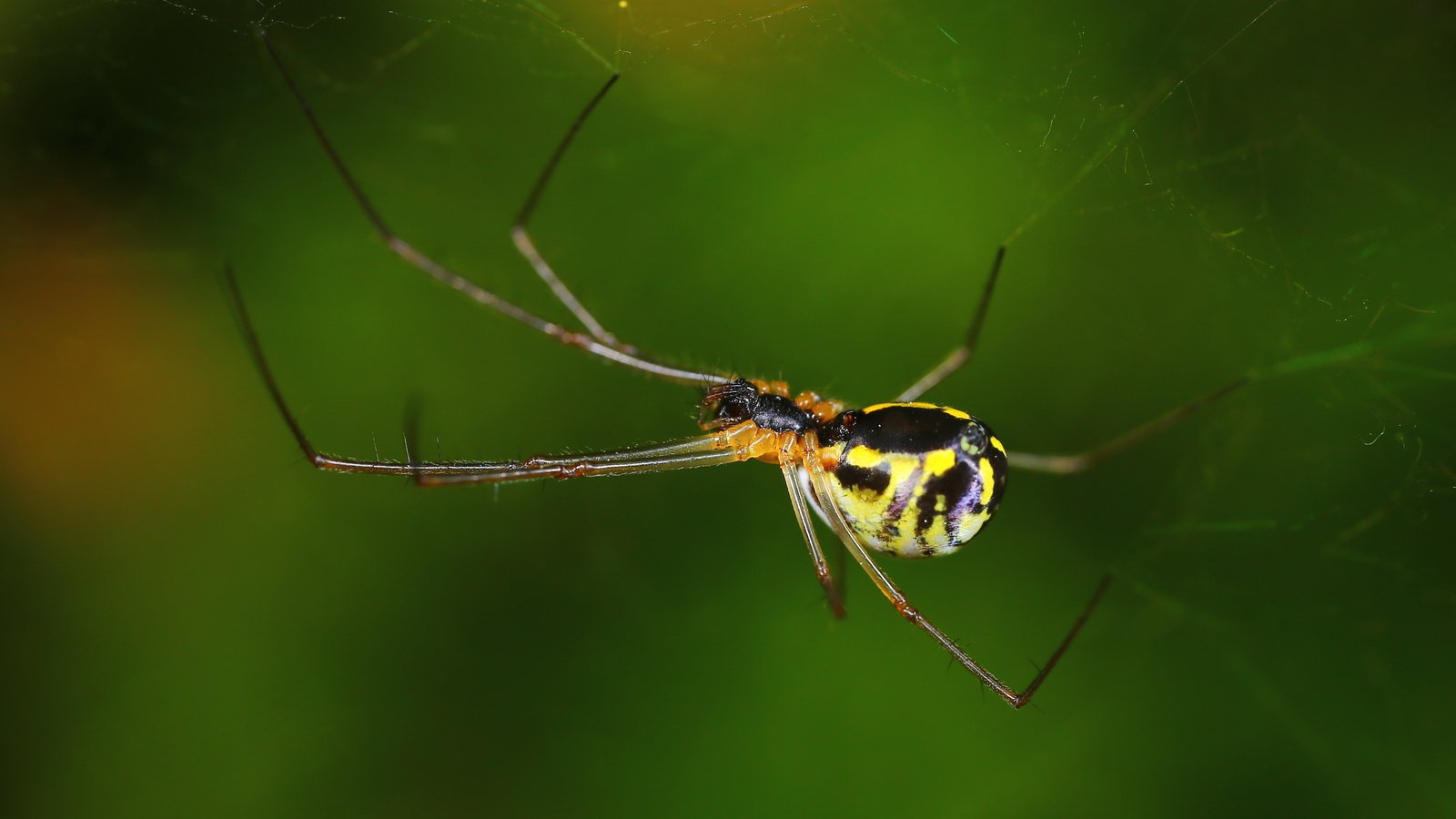 Обои макро, насекомое, паук, паутина, андрей шаповалов, macro, insect, spider, web, andrey shapovalov разрешение 4307x2690 Загрузить