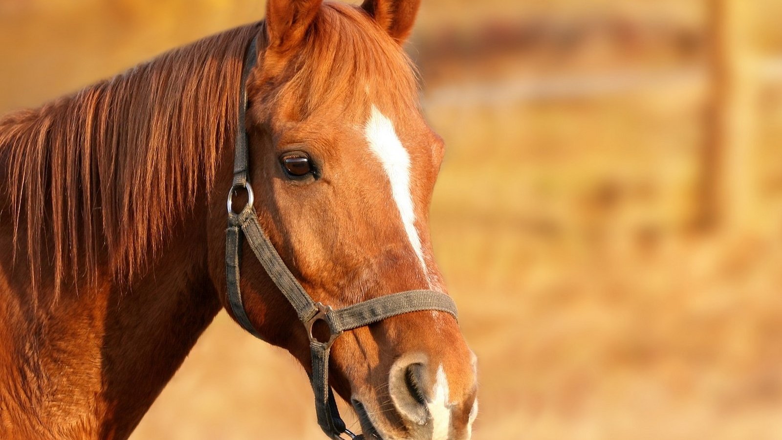 Обои лошадь, конь, грива, голова, коричневый, узда, уздечка, horse, mane, head, brown, bridle разрешение 1920x1440 Загрузить