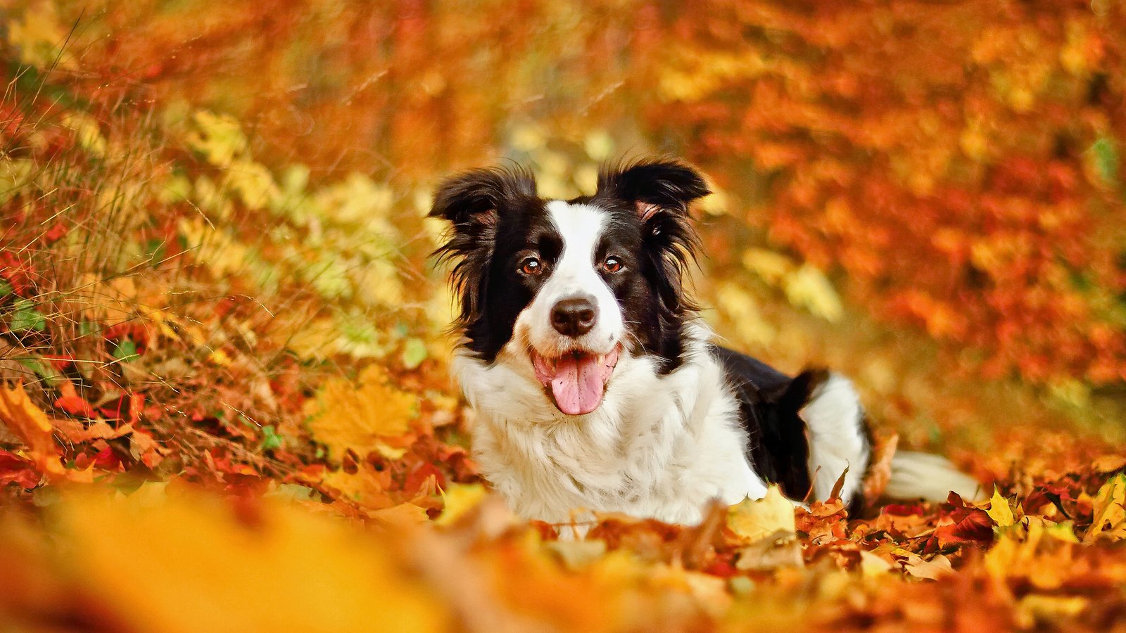 Обои листья, осень, собака, боке, бордер-колли, leaves, autumn, dog, bokeh, the border collie разрешение 2048x1304 Загрузить