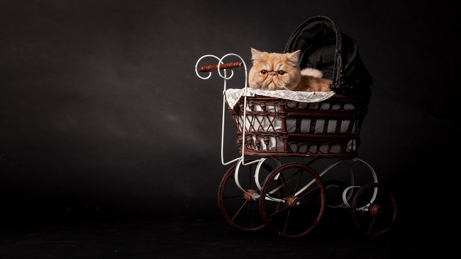 Обои кот, кошка, темный фон, рыжий, коляска, персидский, cat, the dark background, red, stroller, persian разрешение 2048x1152 Загрузить