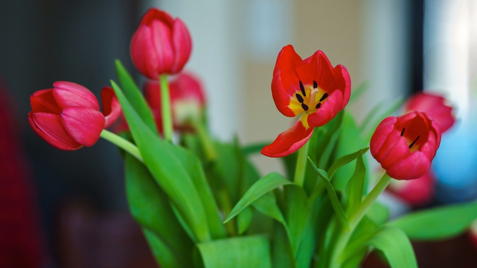 Обои цветы, красные, букет, тюльпаны, flowers, red, bouquet, tulips разрешение 4582x3055 Загрузить