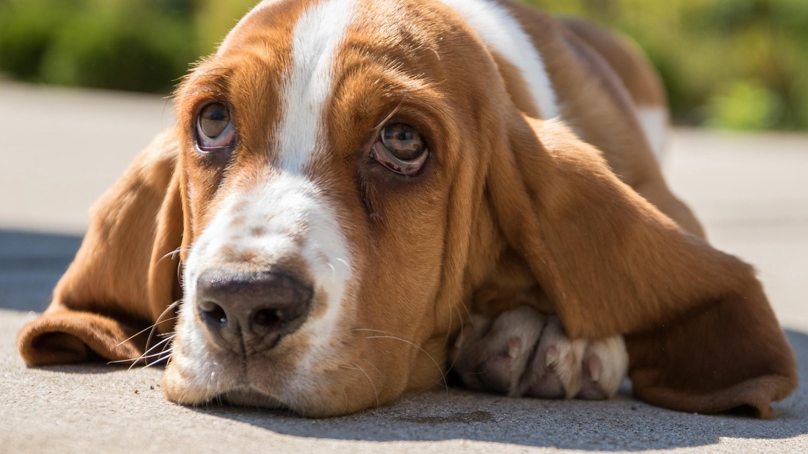 Обои морда, портрет, взгляд, собака, бассет, бассет-хаунд, face, portrait, look, dog, bassett, the basset hound разрешение 4354x2902 Загрузить