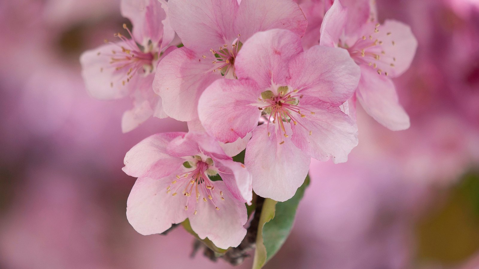 Обои цветы, макро, весна, розовые, яблоня, flowers, macro, spring, pink, apple разрешение 2048x1360 Загрузить