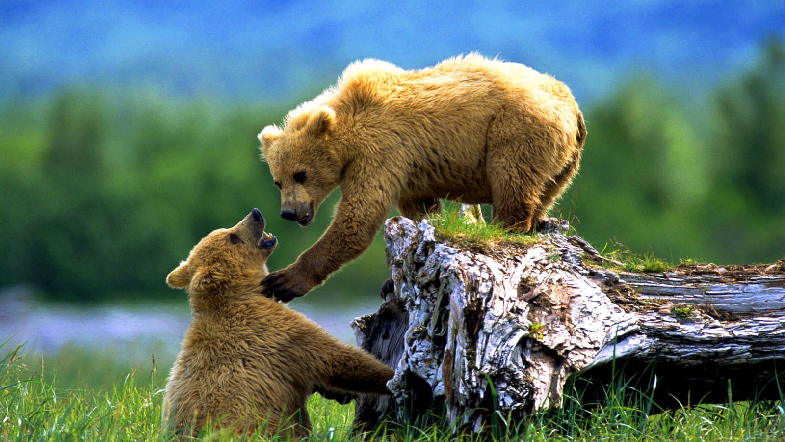 Обои животные, медведи, аляска, медвежата, дикие животные, бурые, animals, bears, alaska, wild animals, brown разрешение 1920x1080 Загрузить