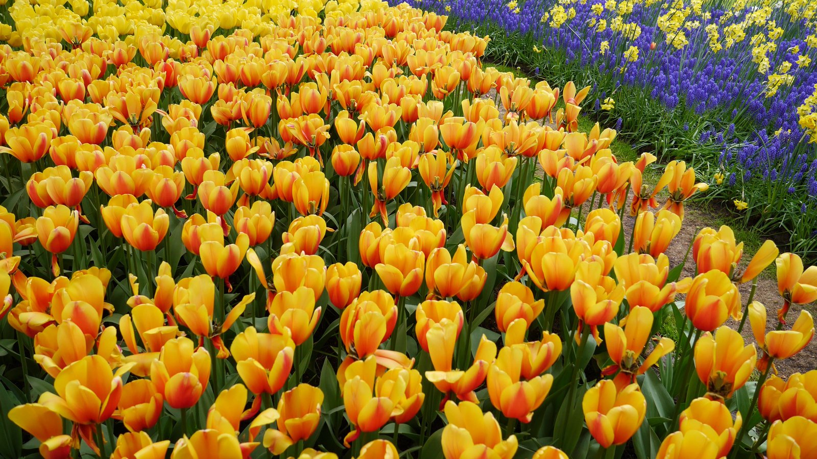 Обои тюльпаны, много, желтые, оранжевые, tulips, a lot, yellow, orange разрешение 4335x2800 Загрузить