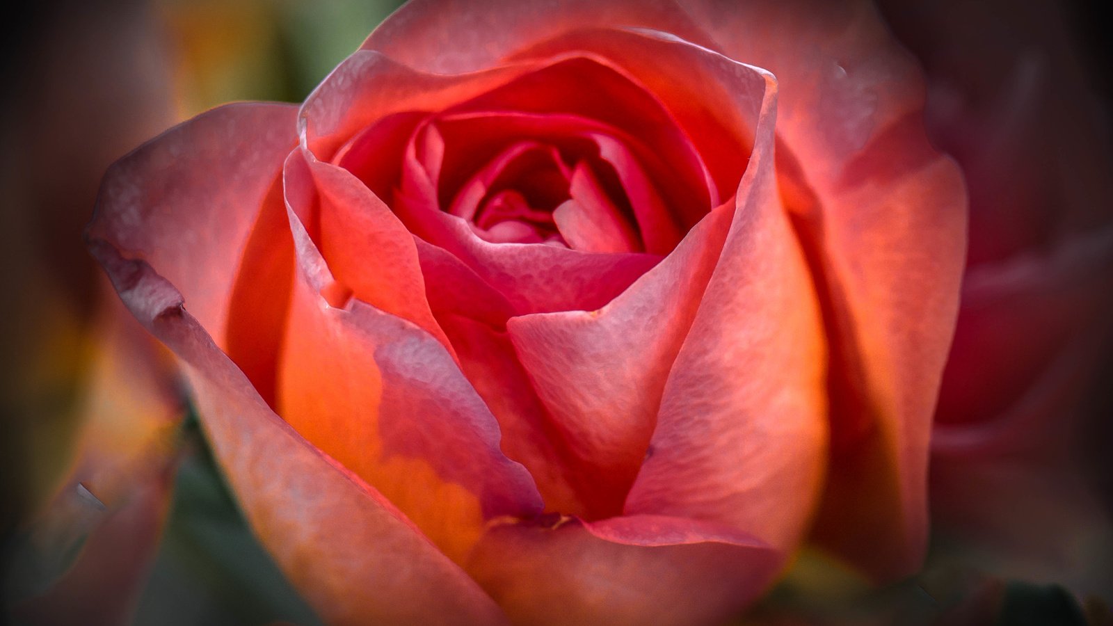 Обои цветок, роза, лепестки, бутон, flower, rose, petals, bud разрешение 4746x3447 Загрузить