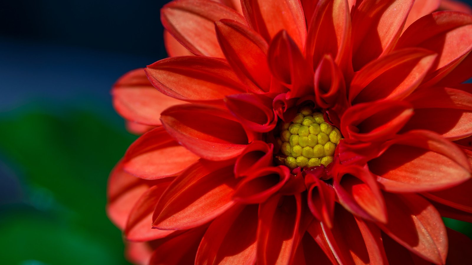 Обои макро, цветок, лепестки, георгин, macro, flower, petals, dahlia разрешение 2048x1367 Загрузить