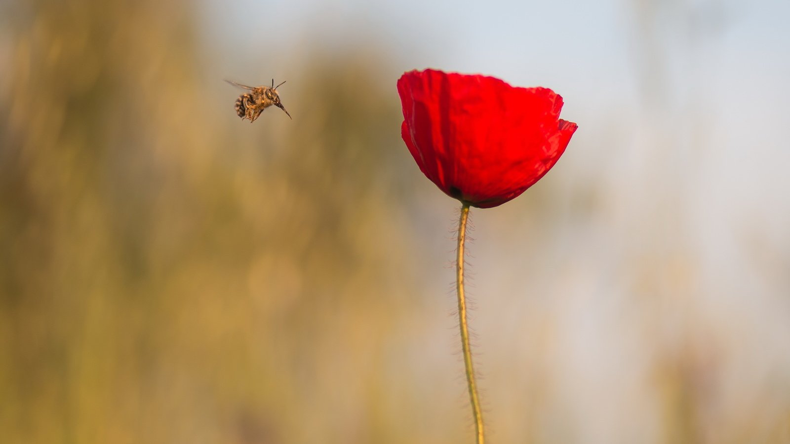 Обои макро, насекомое, цветок, красный, мак, стебель, macro, insect, flower, red, mac, stem разрешение 3712x2088 Загрузить