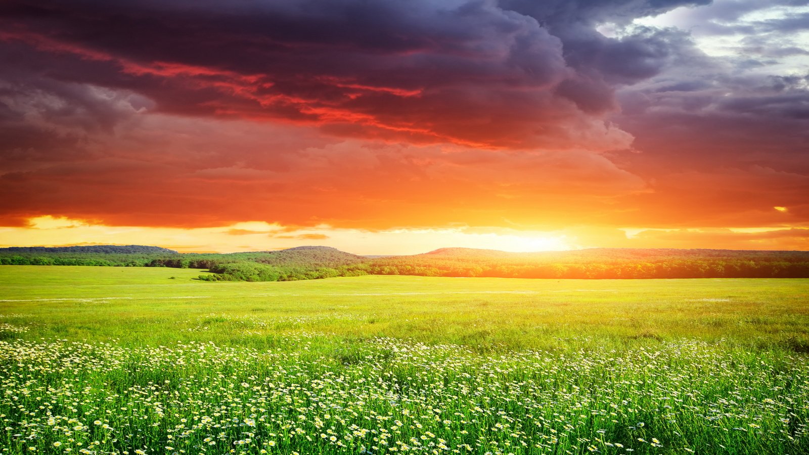 Обои небо, цветы, трава, закат, поле, неба, ландшафт, на природе, the sky, flowers, grass, sunset, field, sky, landscape, nature разрешение 3870x2580 Загрузить