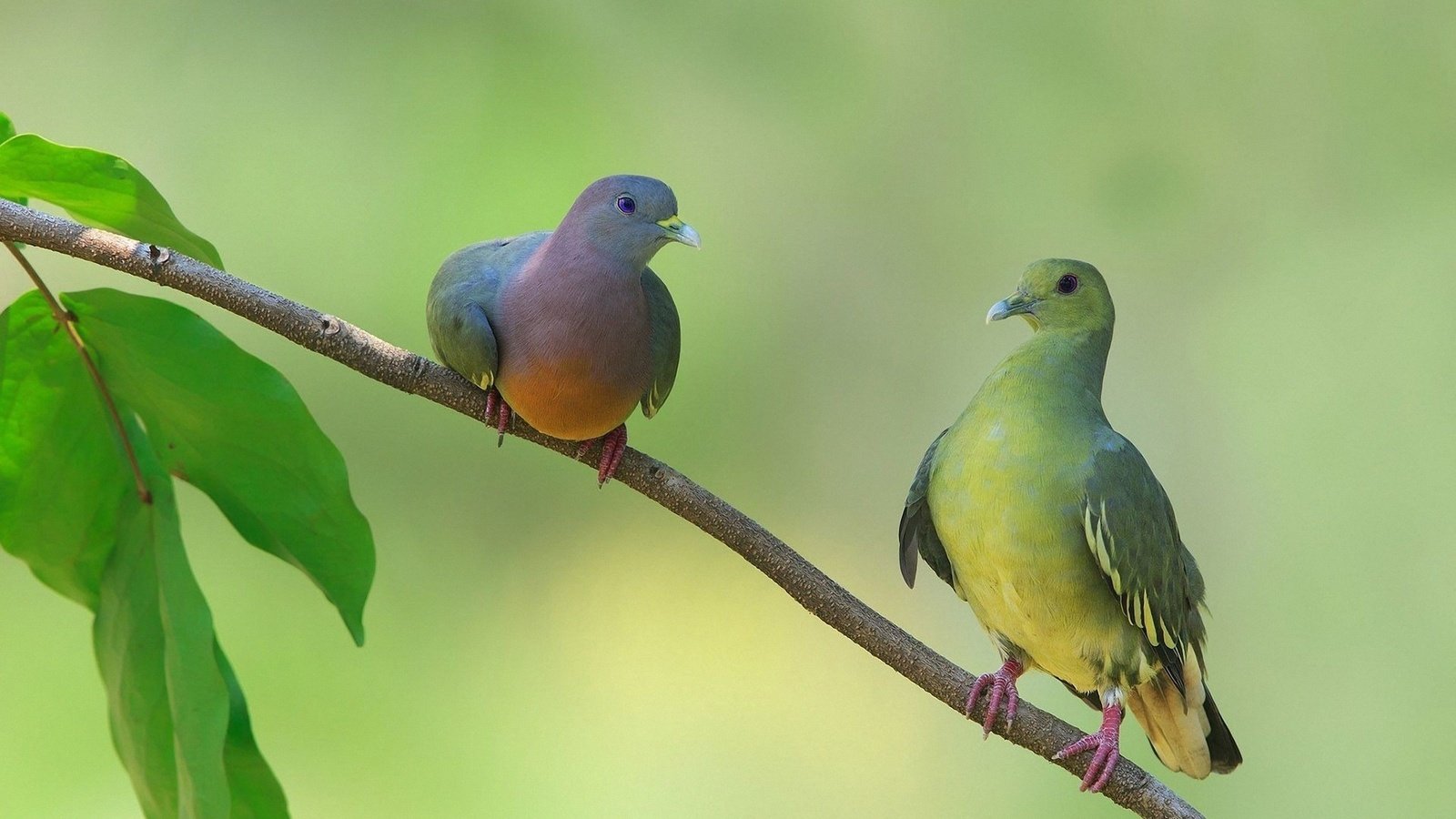 Обои на ветке, два, сидят, голубя, on the branch, two, sitting, dove разрешение 2560x1600 Загрузить