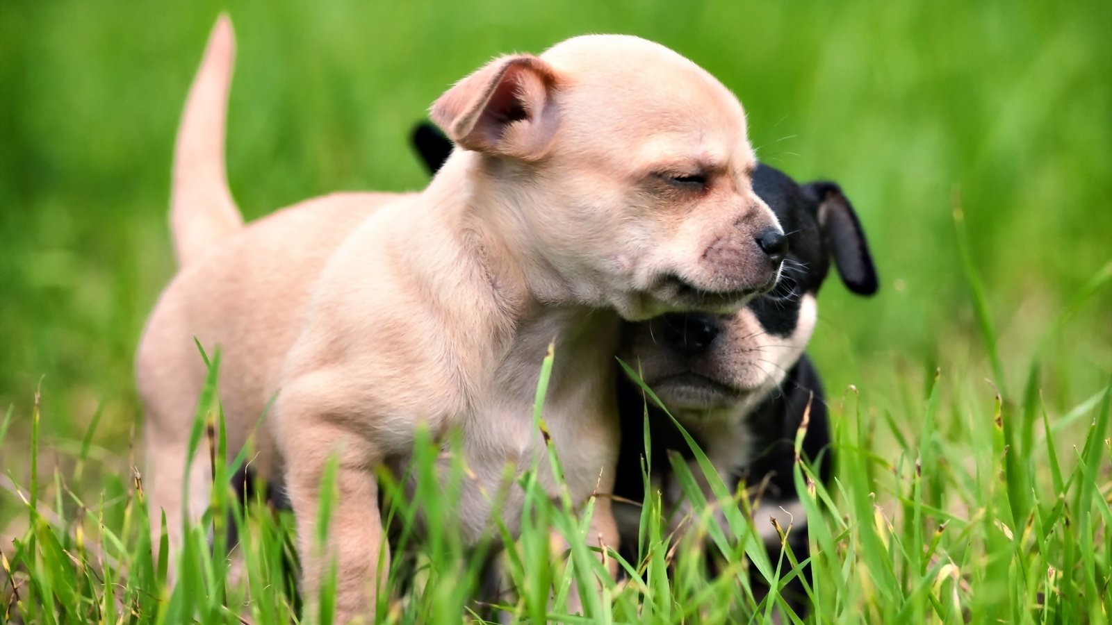 Обои трава, лето, щенки, дружба, собаки, grass, summer, puppies, friendship, dogs разрешение 2560x1600 Загрузить