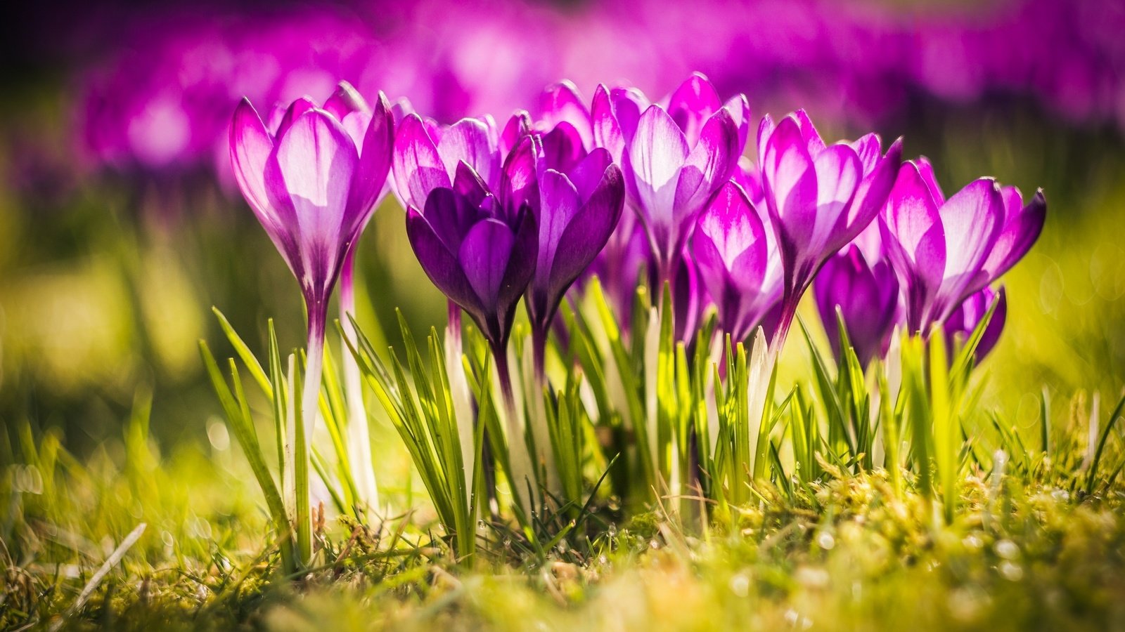 Обои свет, цветы, весна, крокусы, close up, light, flowers, spring, crocuses разрешение 2560x1600 Загрузить