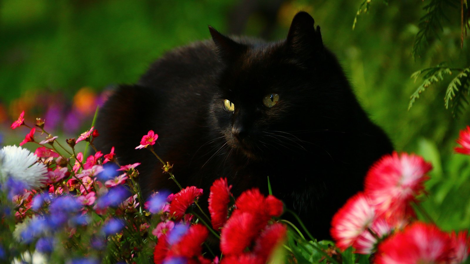 Обои цветы, кот, мордочка, взгляд, черный кот, маргаритки, flowers, cat, muzzle, look, black cat, daisy разрешение 3010x2007 Загрузить