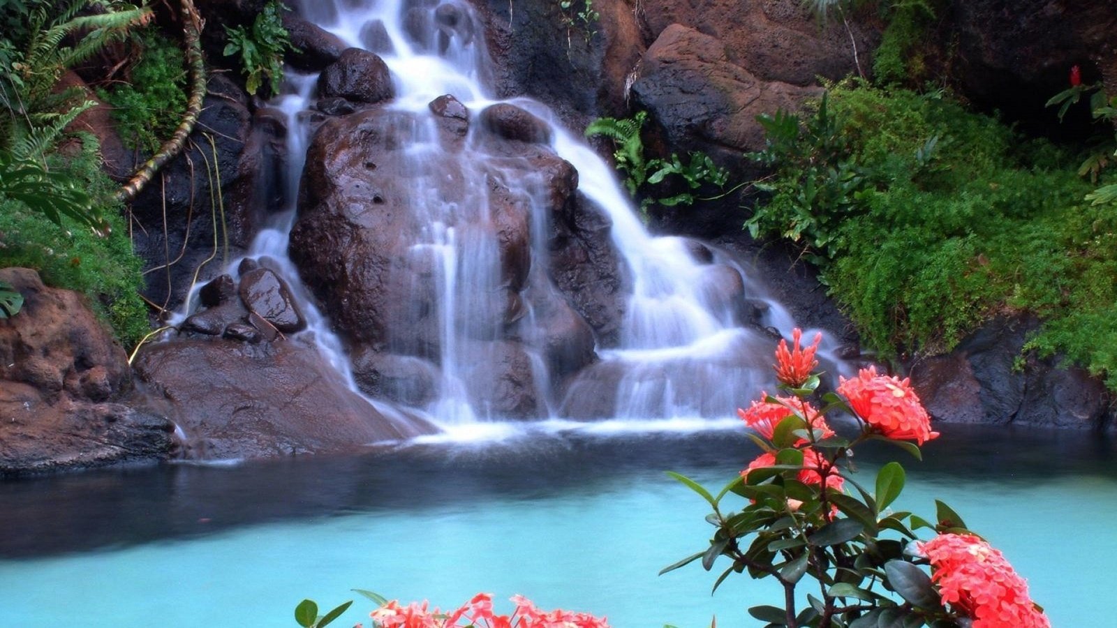 Обои цветы, скалы, природа, зелень, водопад, красные, тропики, flowers, rocks, nature, greens, waterfall, red, tropics разрешение 1920x1080 Загрузить
