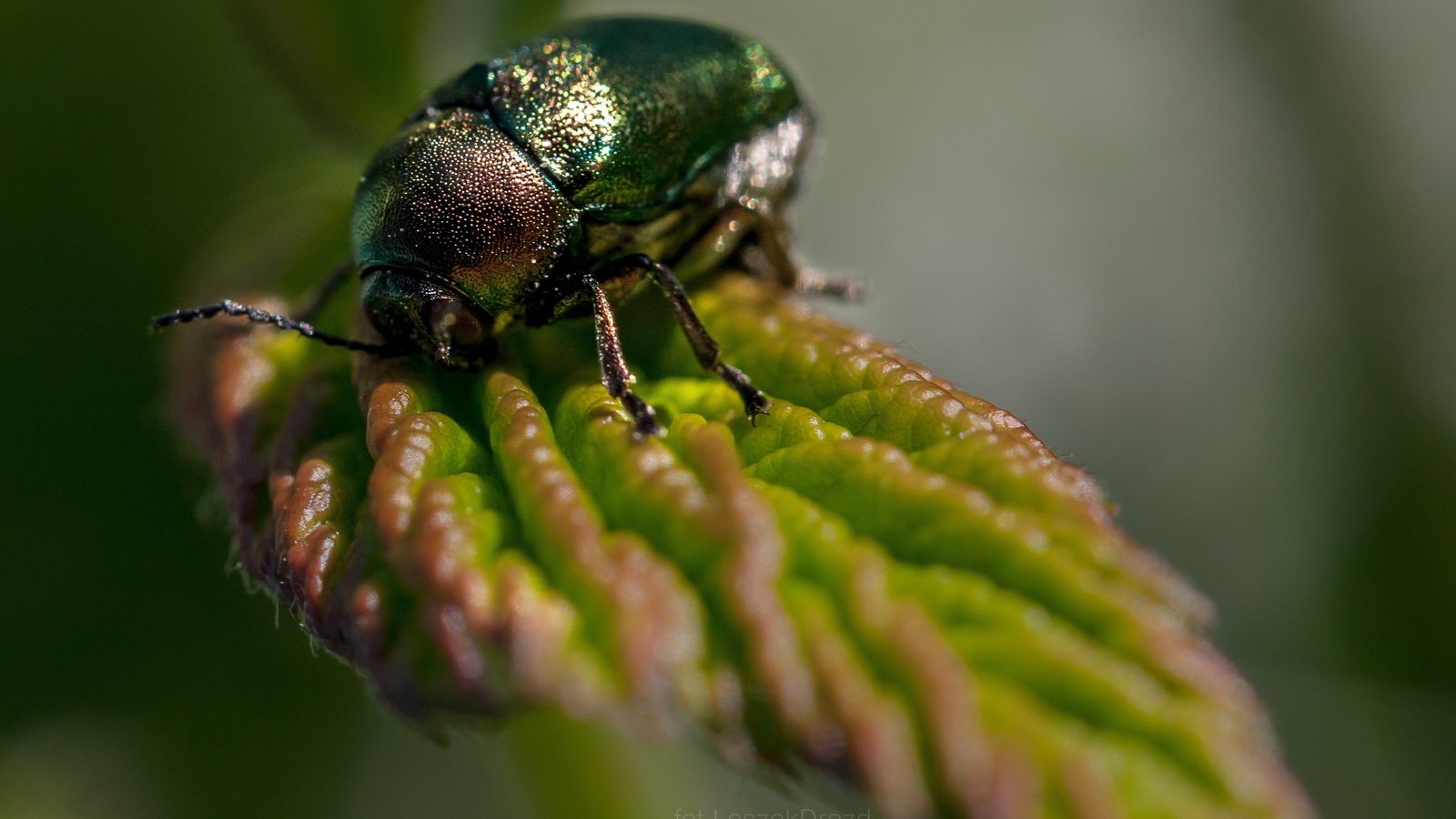 Обои природа, листья, жук, макро, насекомое, боке, nature, leaves, beetle, macro, insect, bokeh разрешение 2871x1914 Загрузить