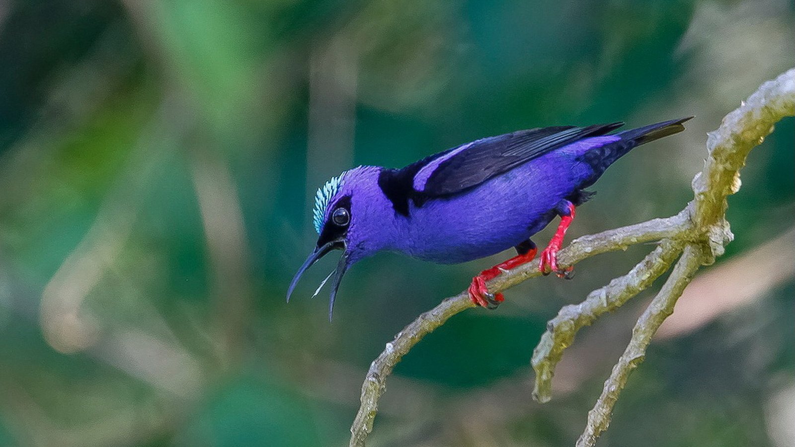 Обои ветка, природа, птица, red-legged honeycreeper, красноногий цветочницы, josé m. pantaleón i., branch, nature, bird, red-legged flower girl разрешение 1920x1270 Загрузить