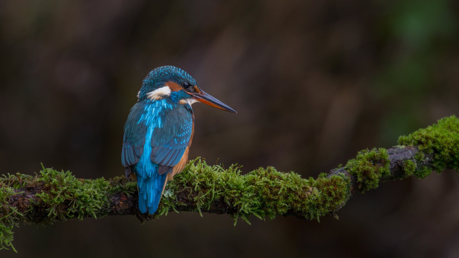 Обои ветка, природа, птица, мох, зимородок, branch, nature, bird, moss, kingfisher разрешение 2048x1365 Загрузить