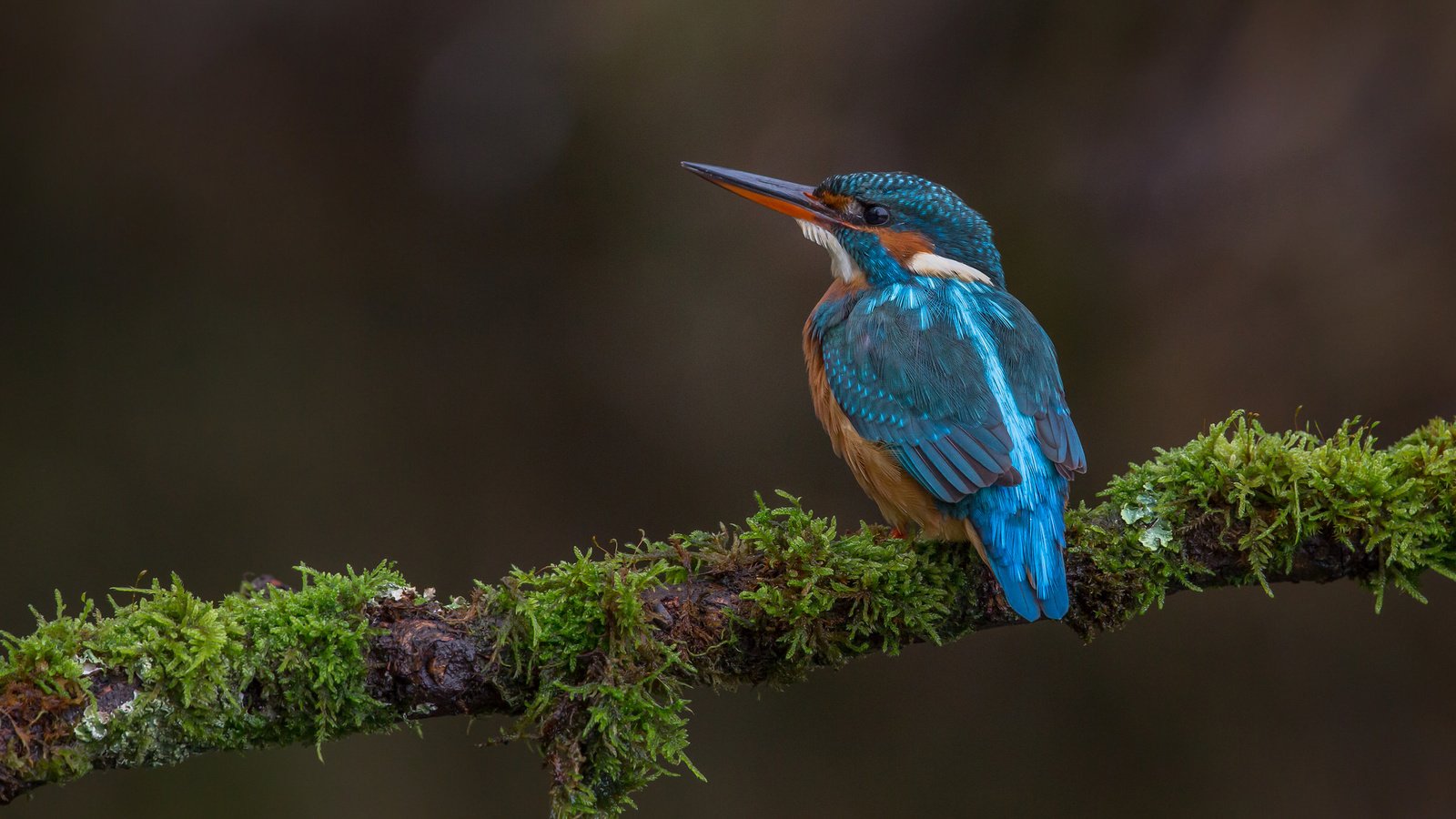 Обои природа, птица, перья, зимородок, nature, bird, feathers, kingfisher разрешение 2048x1365 Загрузить