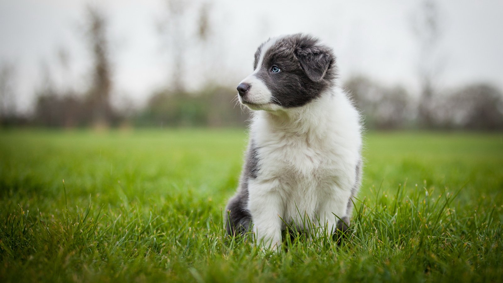 Обои трава, собака, серый, луг, щенок, аусси, grass, dog, grey, meadow, puppy, aussie разрешение 2048x1152 Загрузить