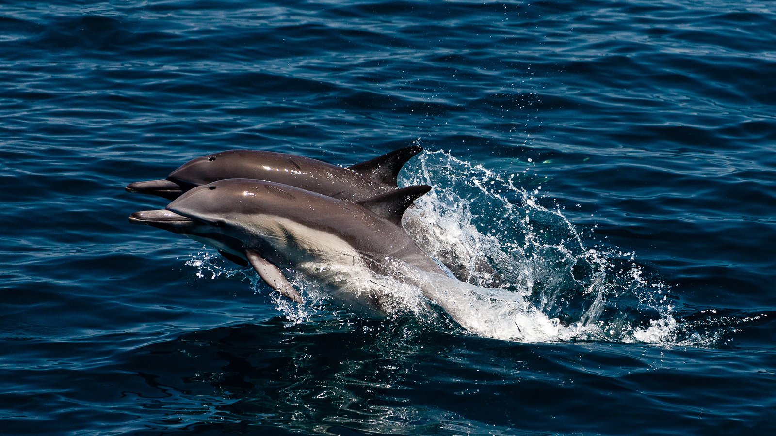 Обои море, брызги, прыжок, пара, дельфины, sea, squirt, jump, pair, dolphins разрешение 1920x1189 Загрузить