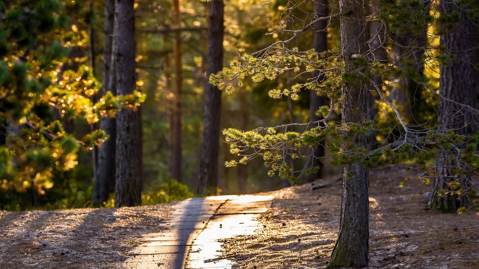 Обои свет, деревья, солнце, лес, парк, тропинка, сосны, light, trees, the sun, forest, park, path, pine разрешение 1920x1280 Загрузить